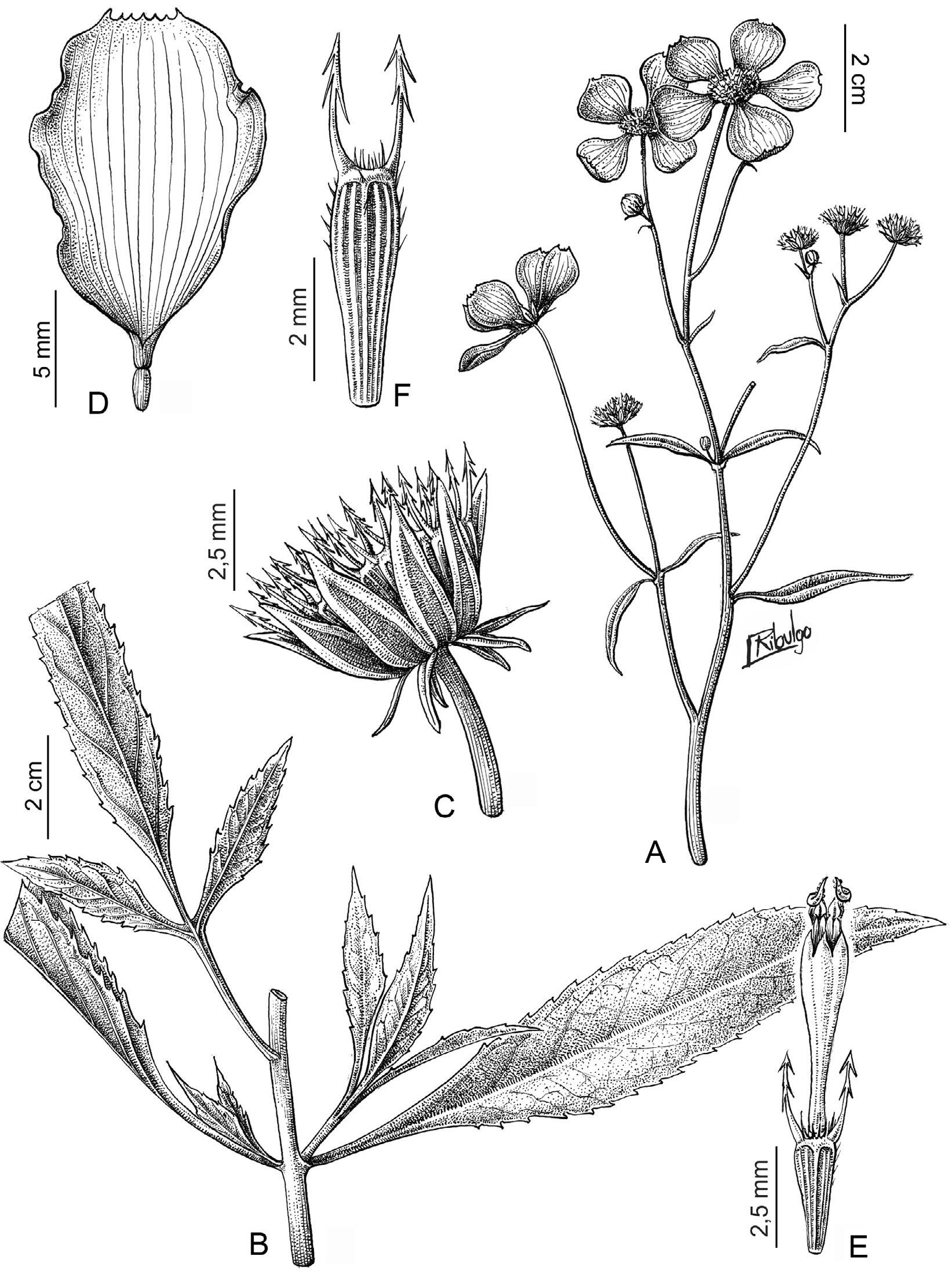 A Revision of Bidens (Asteraceae: Coreopsideae) from Bolivia1