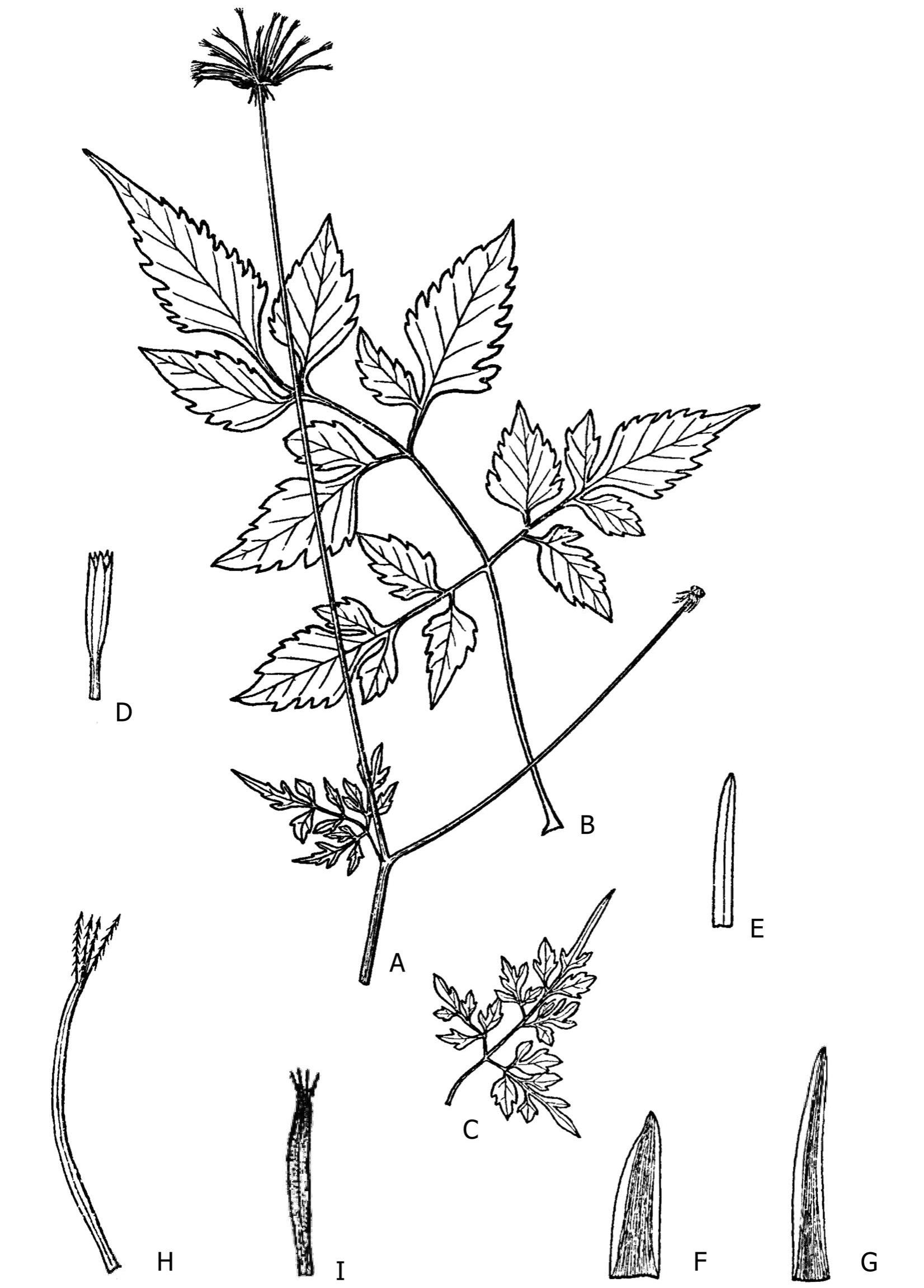 A Revision of Bidens (Asteraceae: Coreopsideae) from Bolivia1