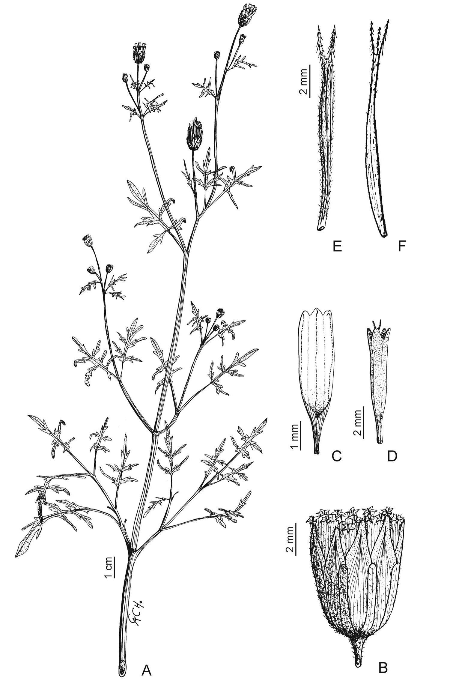 A Revision of Bidens (Asteraceae: Coreopsideae) from Bolivia1