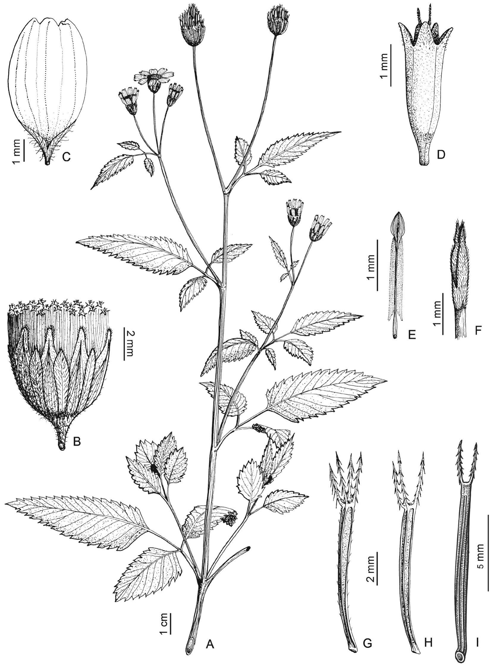 A Revision of Bidens (Asteraceae: Coreopsideae) from Bolivia1