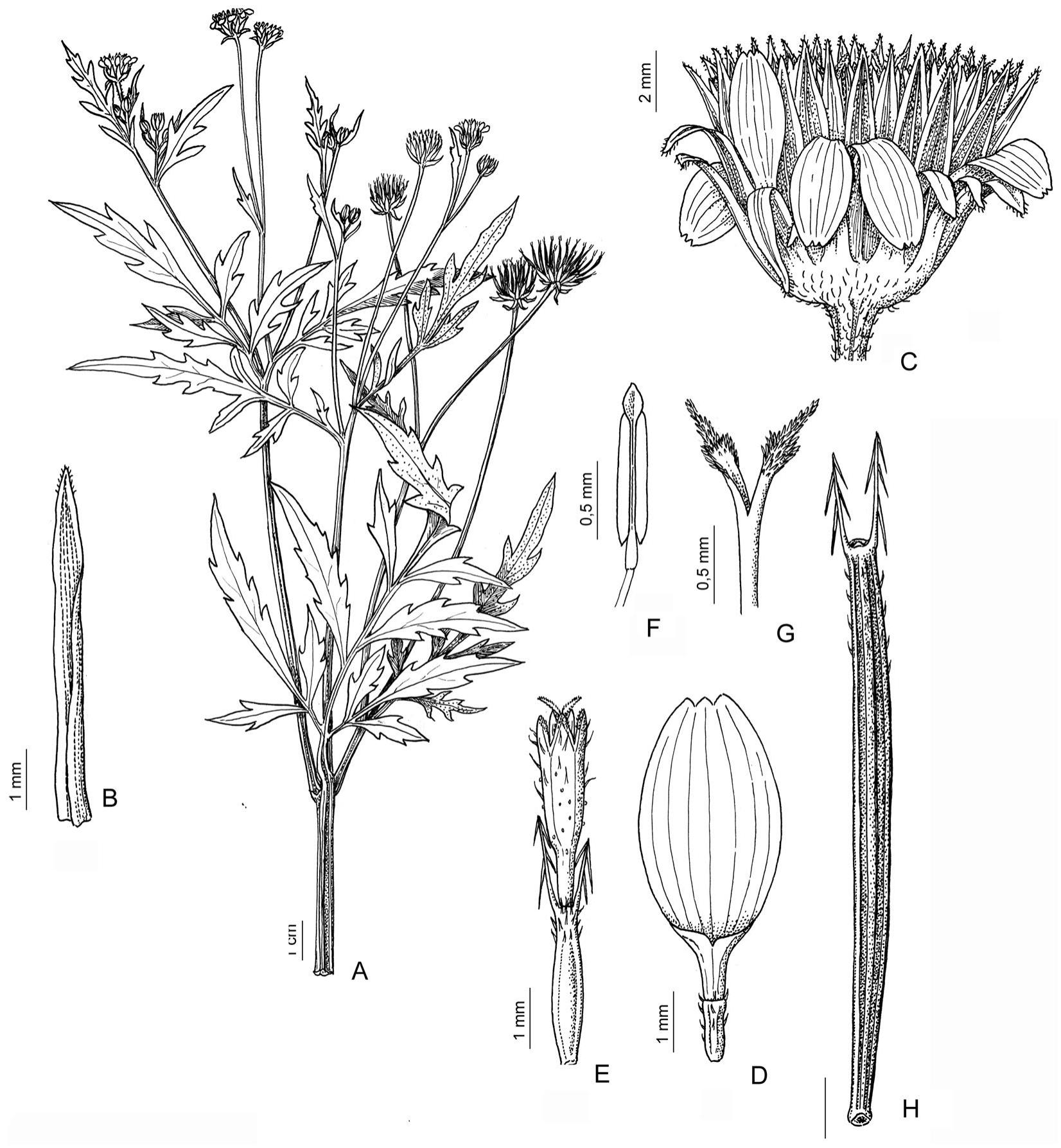 A Revision of Bidens (Asteraceae: Coreopsideae) from Bolivia1