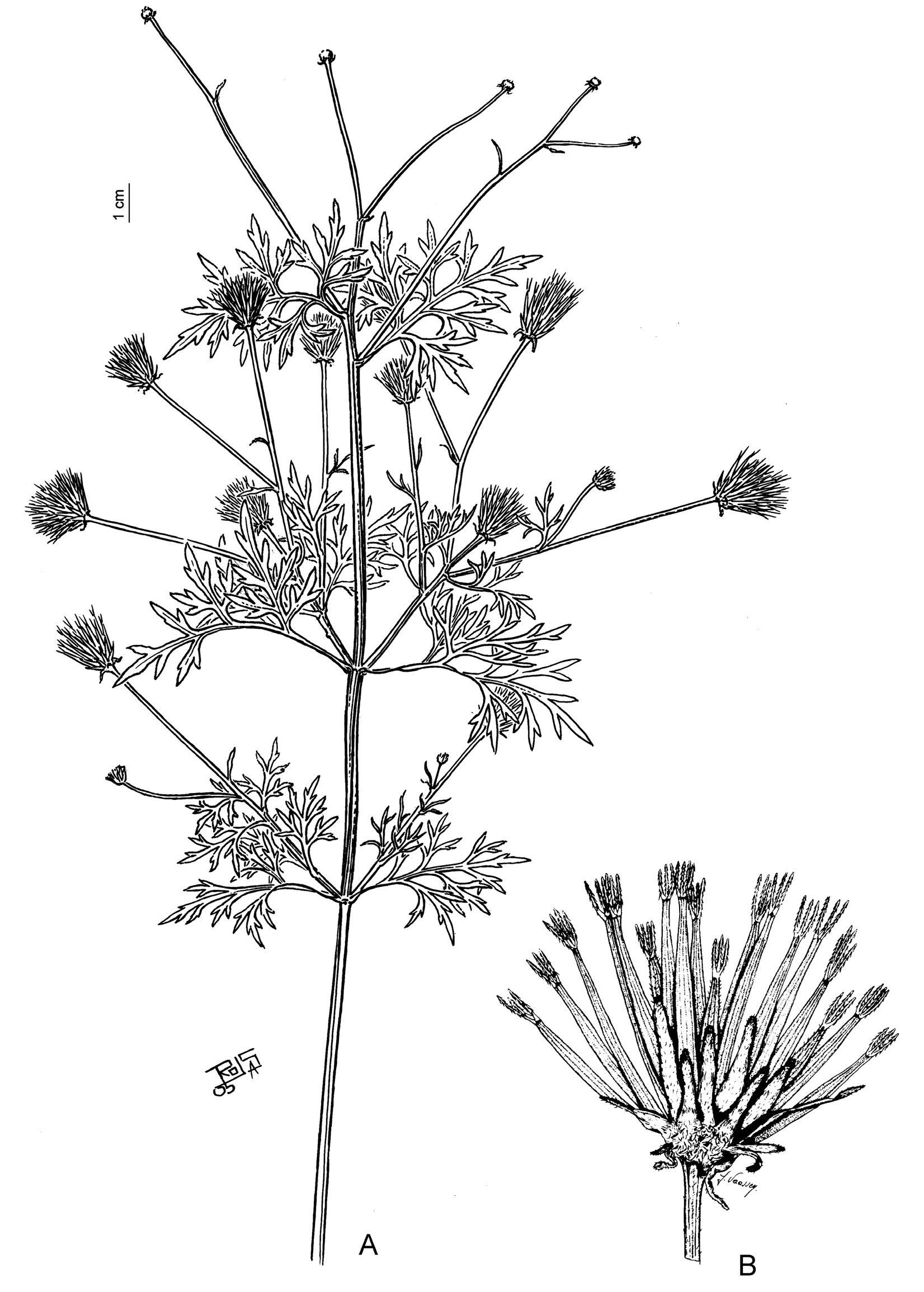 A Revision of Bidens (Asteraceae: Coreopsideae) from Bolivia1