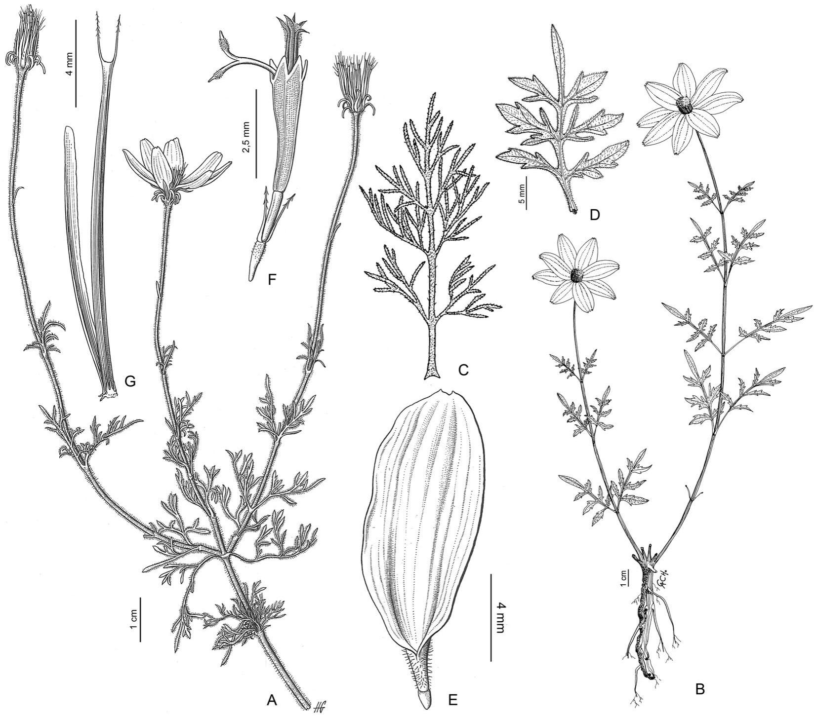 A Revision of Bidens (Asteraceae: Coreopsideae) from Bolivia1