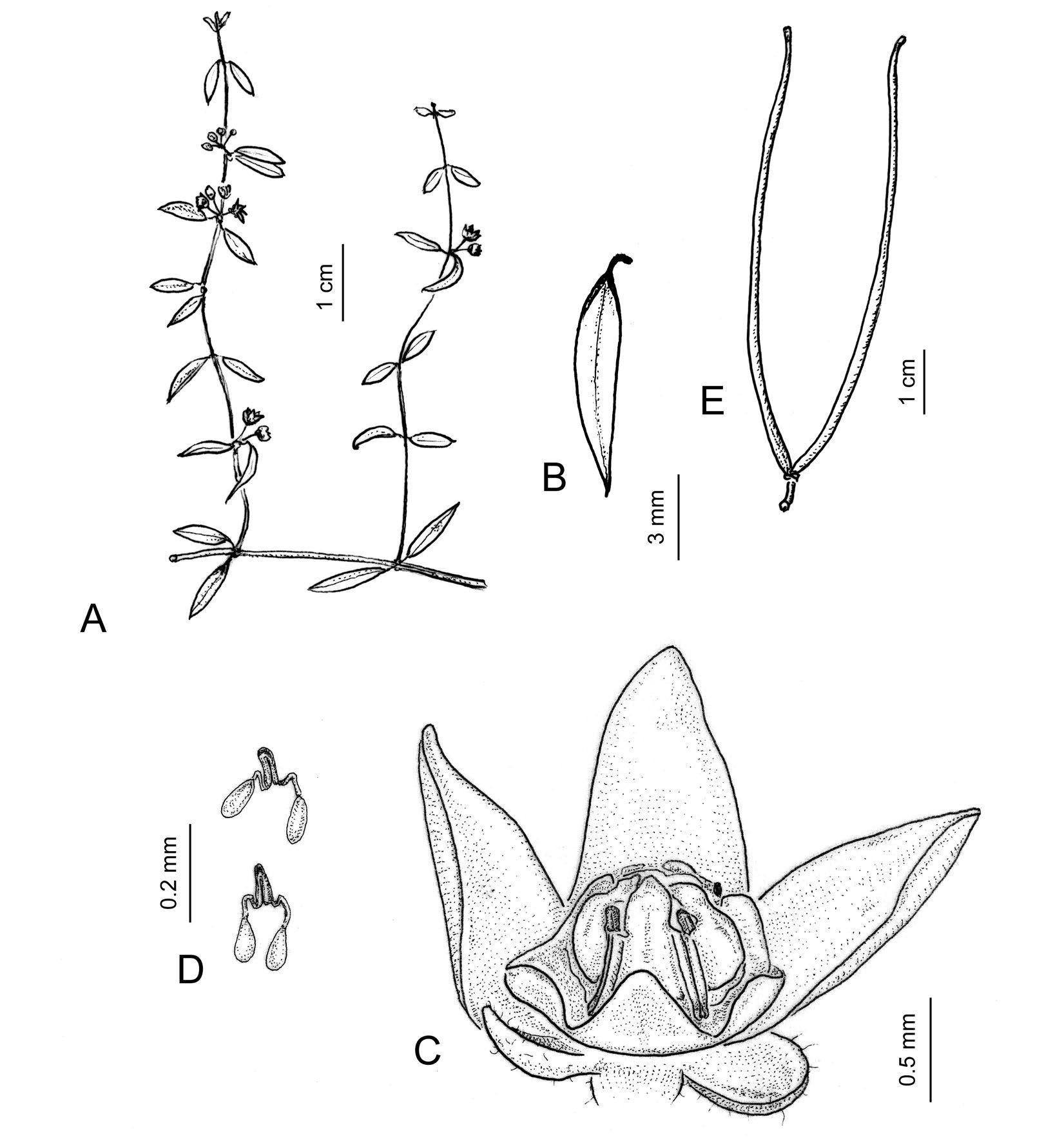 Toward a Revision of the Genus Orthosia (Apocynaceae: Asclepiadoideae:  Asclepiadeae)1