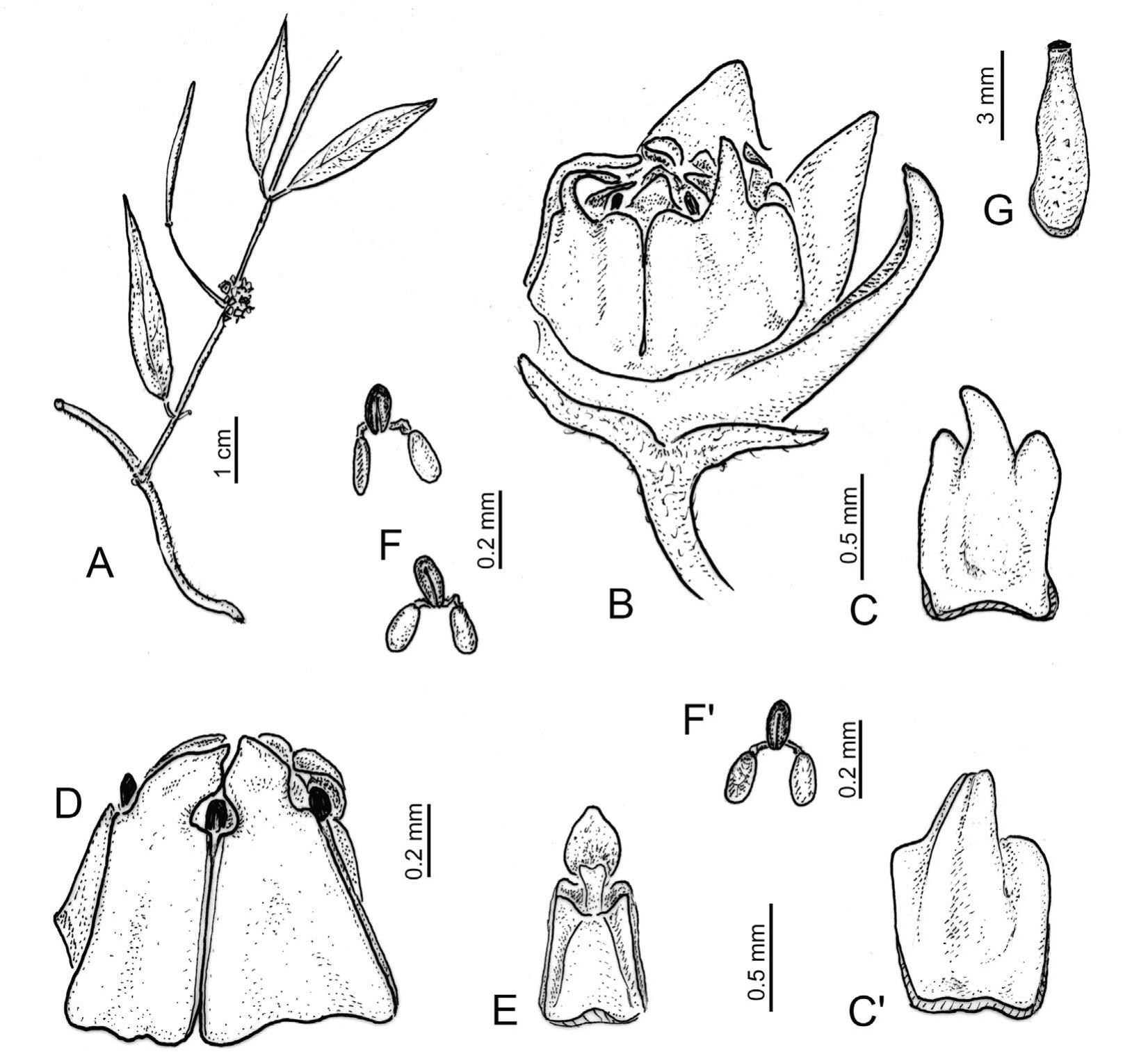 Toward a Revision of the Genus Orthosia (Apocynaceae: Asclepiadoideae:  Asclepiadeae)1