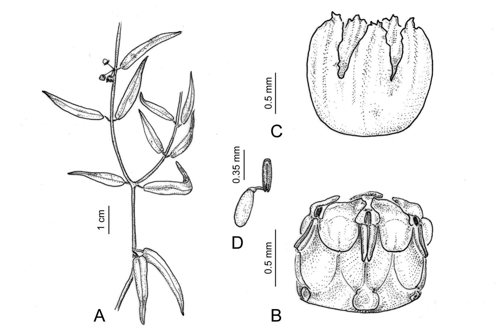 Toward a Revision of the Genus Orthosia (Apocynaceae: Asclepiadoideae:  Asclepiadeae)1