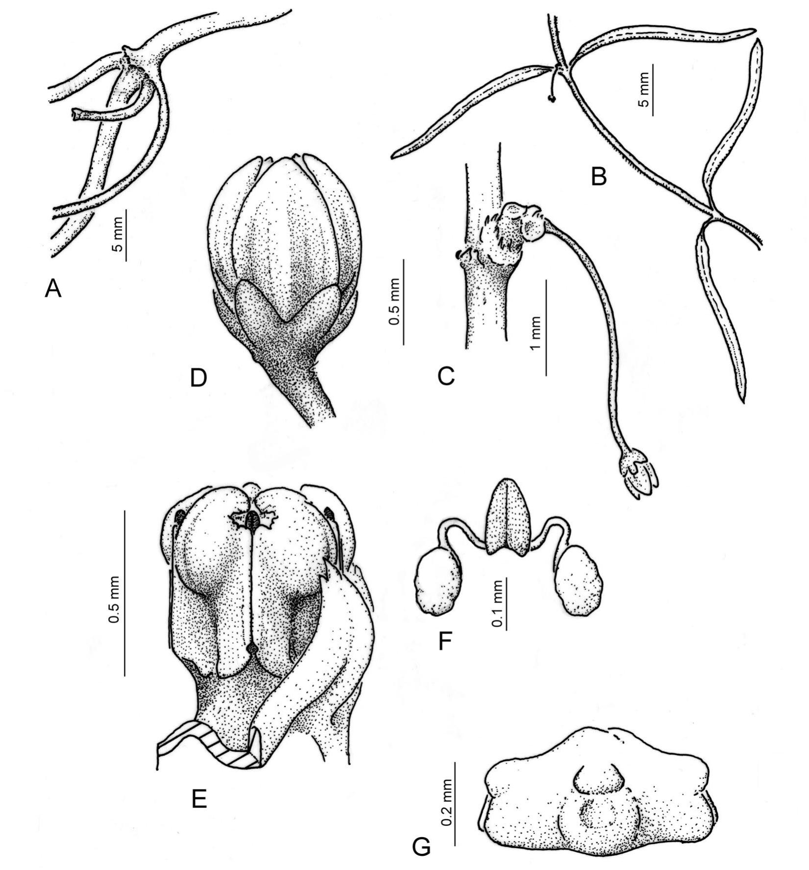 Toward a Revision of the Genus Orthosia (Apocynaceae: Asclepiadoideae:  Asclepiadeae)1