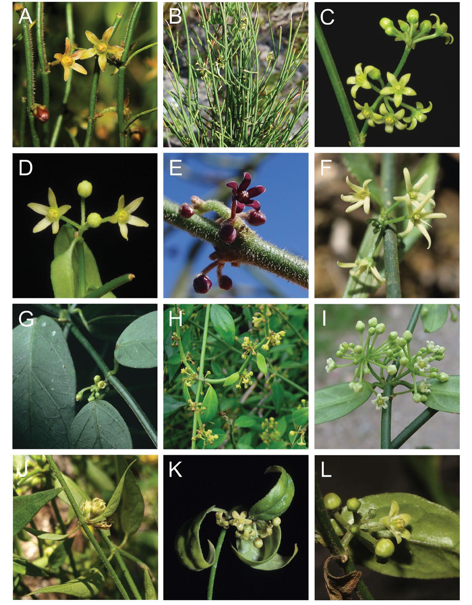 Toward a Revision of the Genus Orthosia (Apocynaceae: Asclepiadoideae:  Asclepiadeae)1