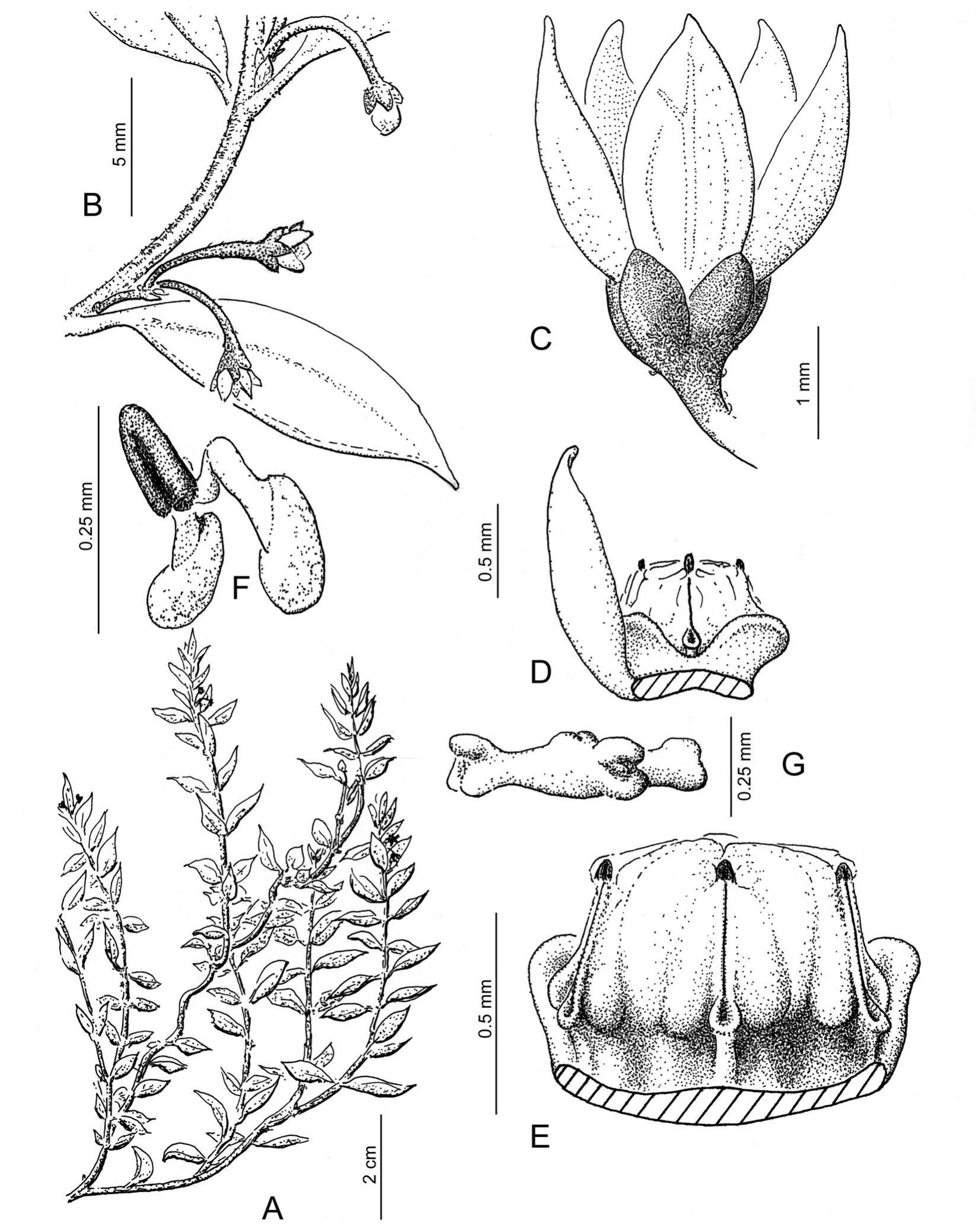 Toward a Revision of the Genus Orthosia (Apocynaceae: Asclepiadoideae:  Asclepiadeae)1