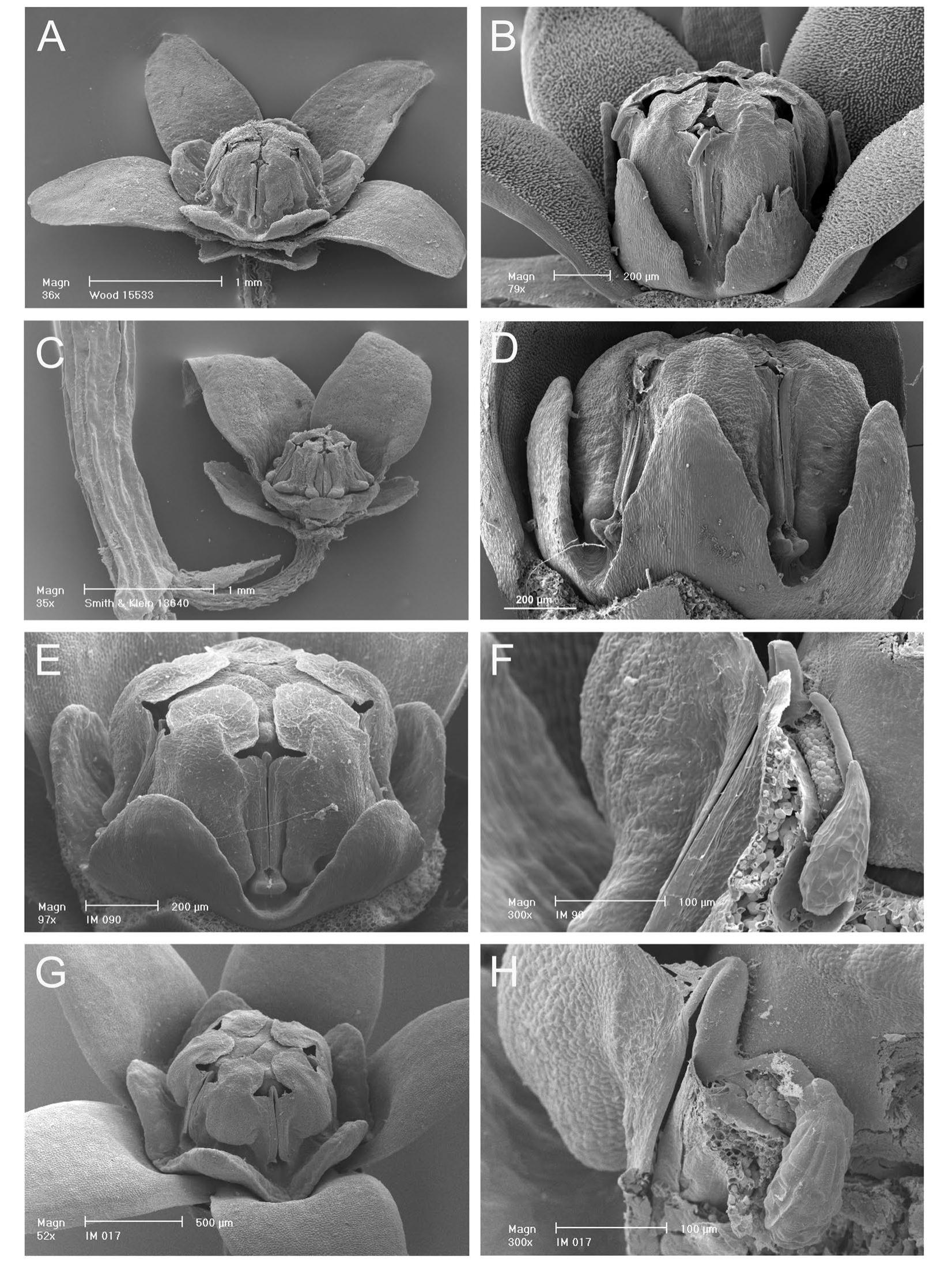 Toward a Revision of the Genus Orthosia (Apocynaceae: Asclepiadoideae:  Asclepiadeae)1