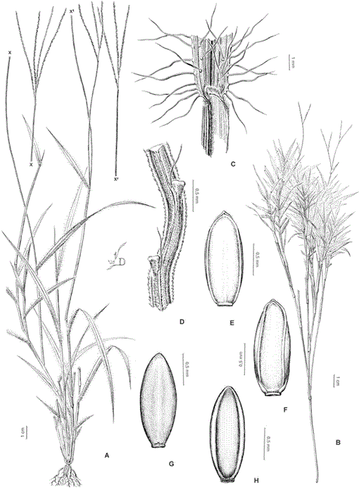Revision De Las Especies De Axonopus Poaceae Panicoideae