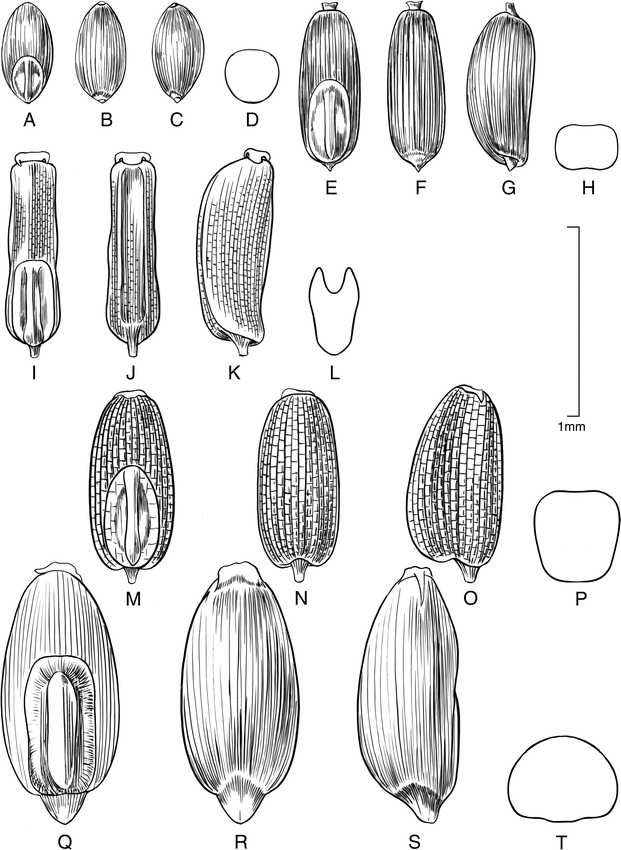 Eragrostis Poaceae Chloridoideae Eragrostideae Eragrostidinae Of Peru1