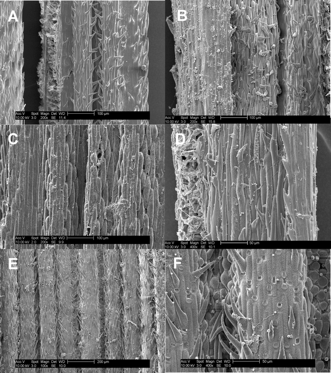 Nicoraepoa Poaceae Poeae A New South American Genus - 