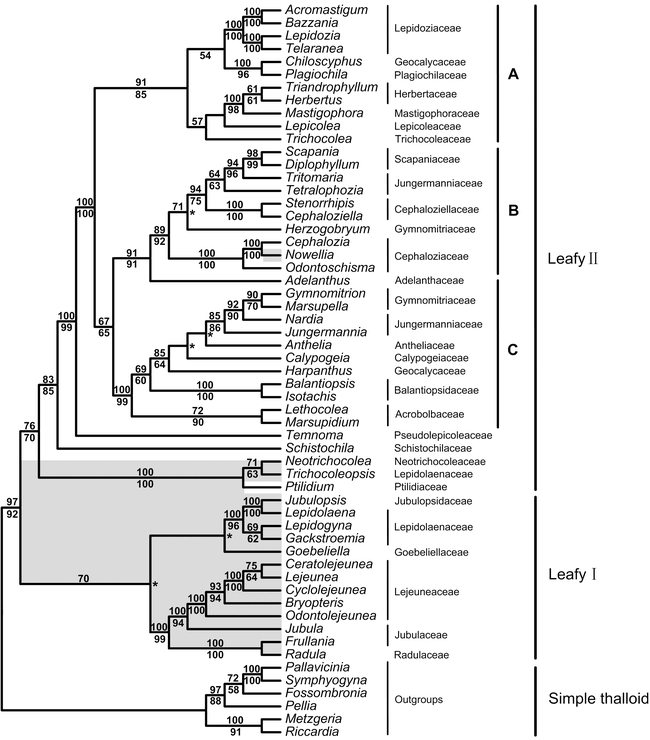 Phylogenetic Relationships Of Two Endemic Genera From East Asia ...