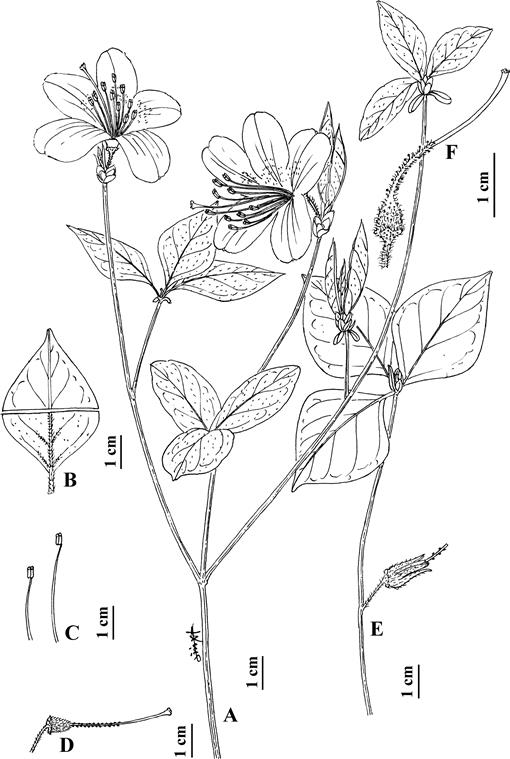 A Taxonomic Revision Of Rhododendron subg. Tsutsusi sect 