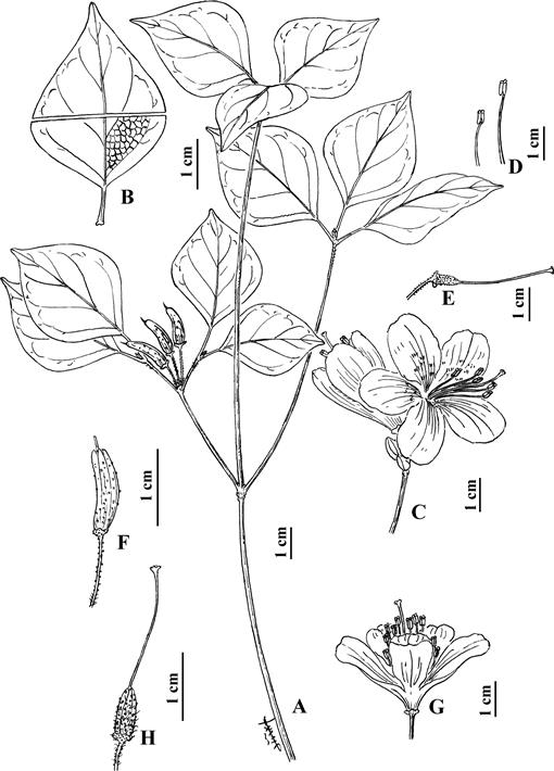 A Taxonomic Revision Of Rhododendron subg. Tsutsusi sect 
