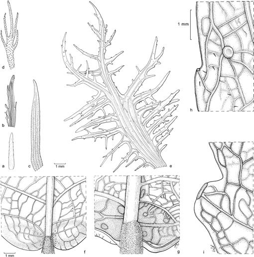 Revision Of The Asian Genus Koilodepas Euphorbiaceae 1