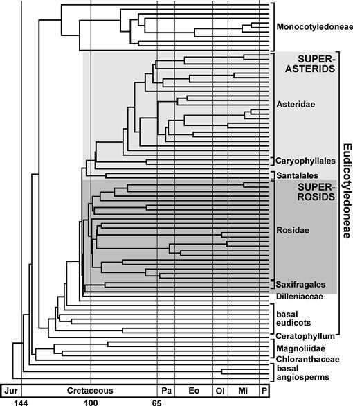Assembling the Angiosperm Tree of Life: Progress and Future Prospects