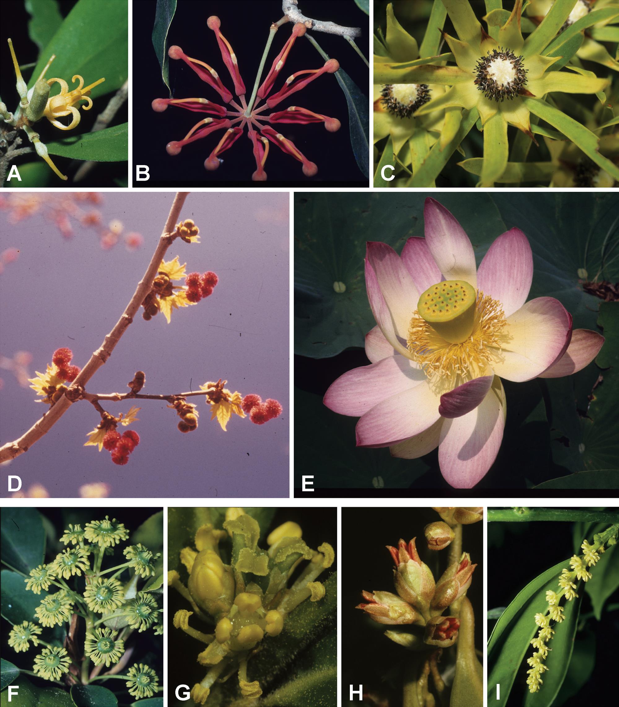 Flower Structure And Trends Of Evolution In Eudicots And