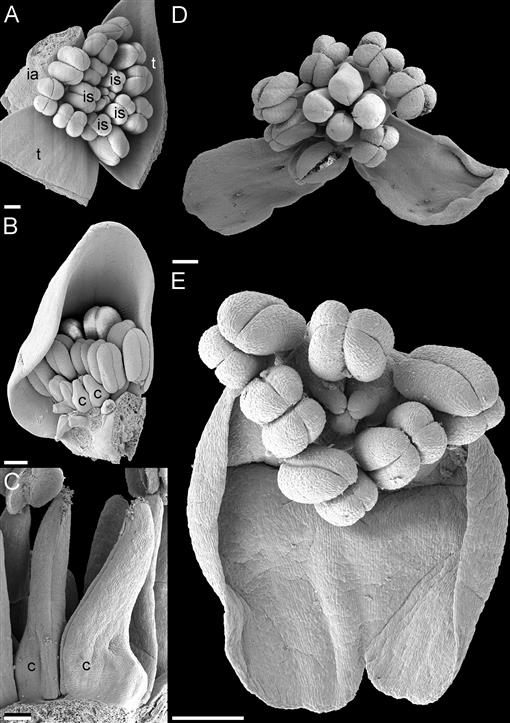 Evolutionary History of the Monocot Flower1