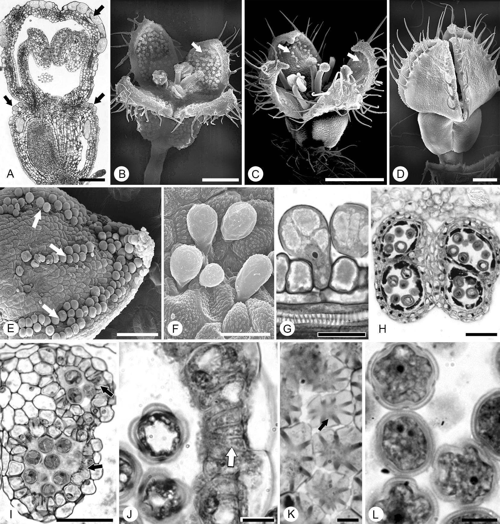 Developmental Anatomy and Morphology of the Flowers and Fruits of ...