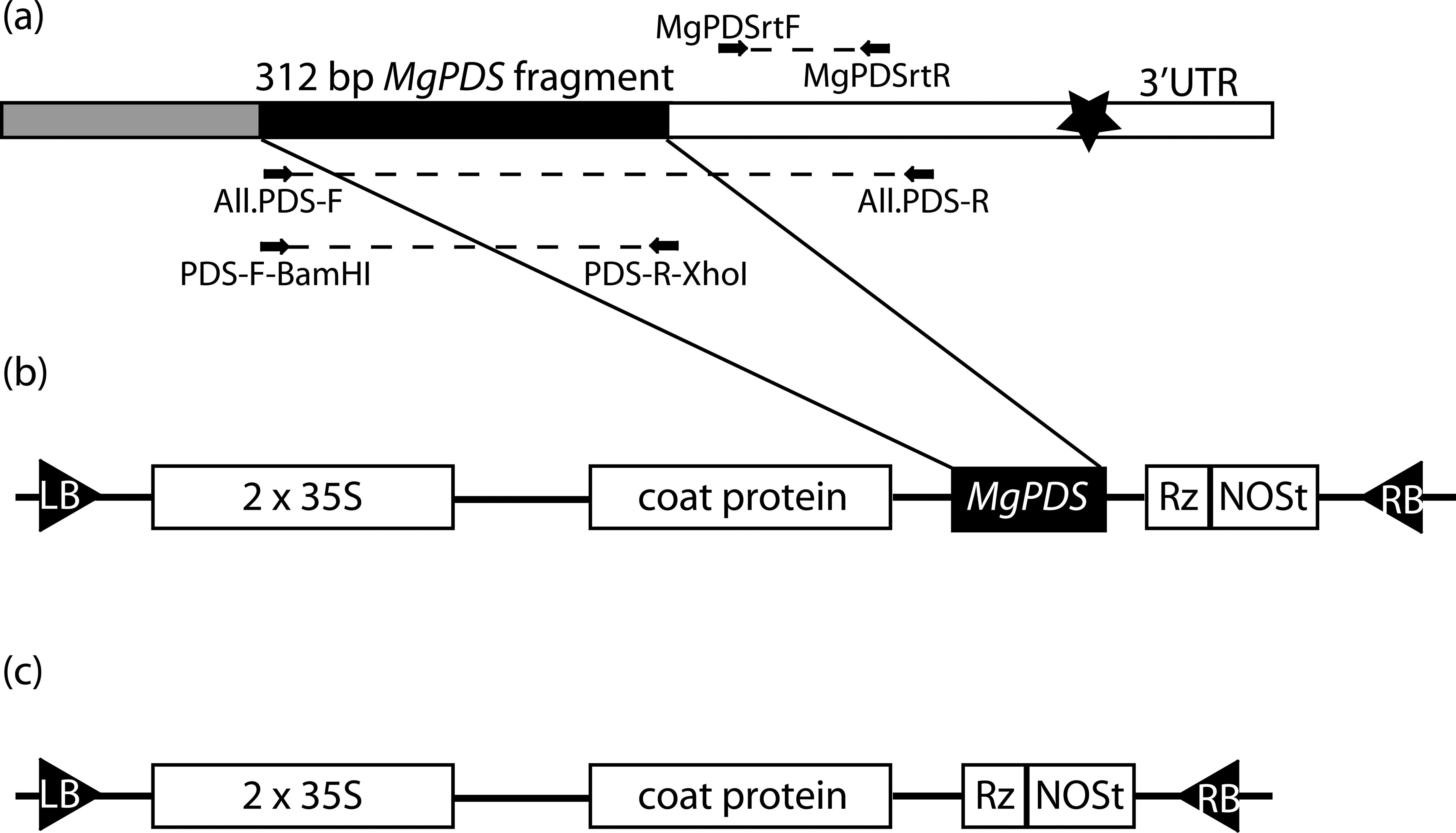 Trv2 Vector Map Optimization of Virus-induced Gene Silencing to Facilitate Evo-devo ...