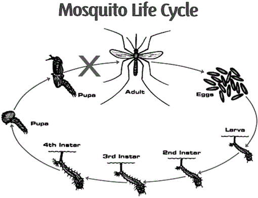 Mosquito Larval Control Practices: Past and Present