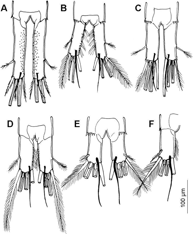 Cyclopid CYCLOPOID COPEPODS