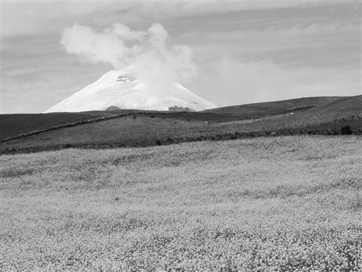 i0276-4741-29-4-356-f02.tif