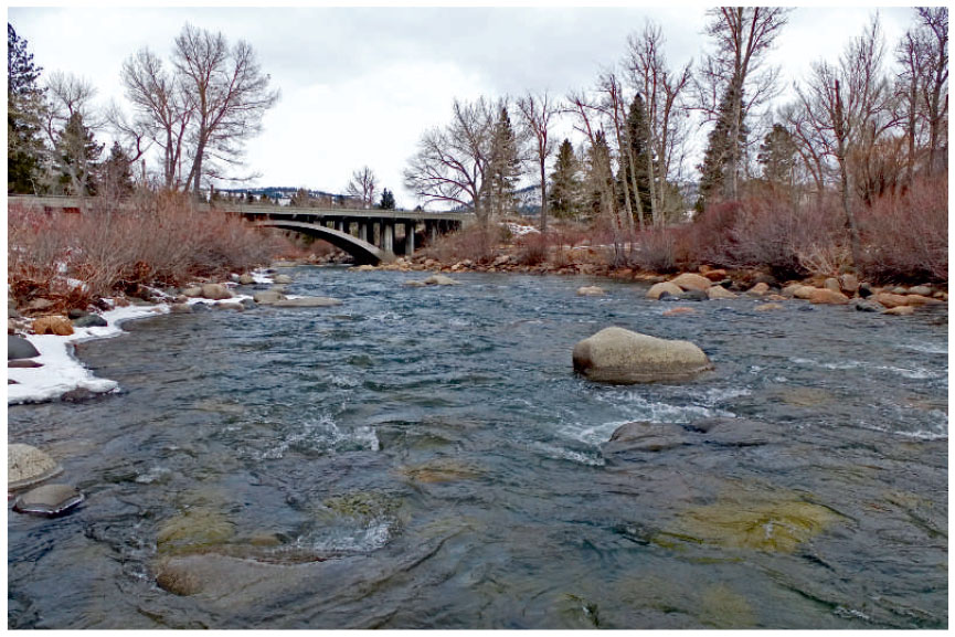 Stoneflies (Plecoptera) of Nevada