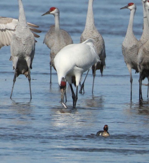 Sandhill crane  Washington Department of Fish & Wildlife