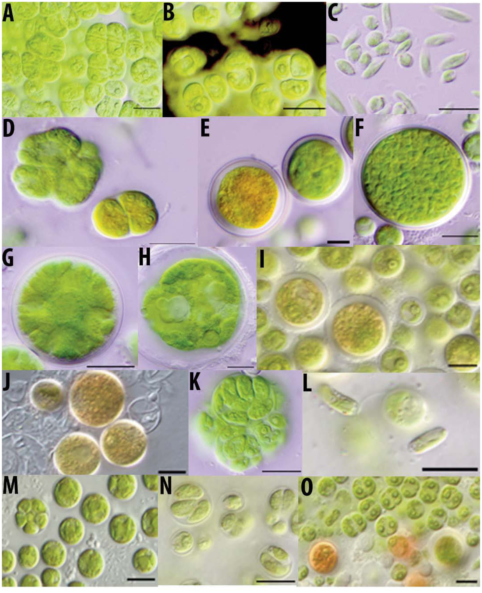 Spindle–shaped zoospores of Eustigmatos ; (c) chloroplast; (f