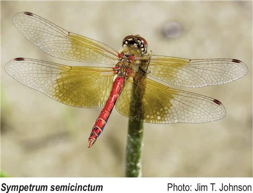 Dragonflies&Damselflies No.2 - Tying Damselfly Adult (Dry Flies