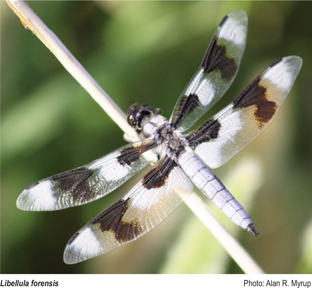 The Dragonflies And Damselflies (odonata) Of Utah