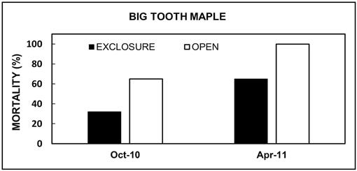 Survival, Growth, and Recruitment of Bigtooth Maple (Acer