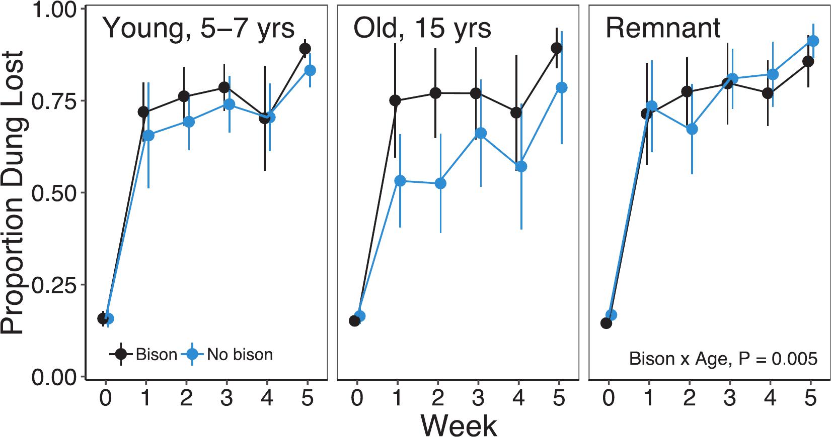 Initial Responses Of Dung Beetle Communities To Bison Reintroduction In Restored And Remnant Tallgrass Prairie