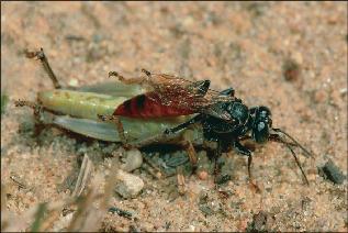 Walkingstick (Family Heteronemiidae) – Field Station