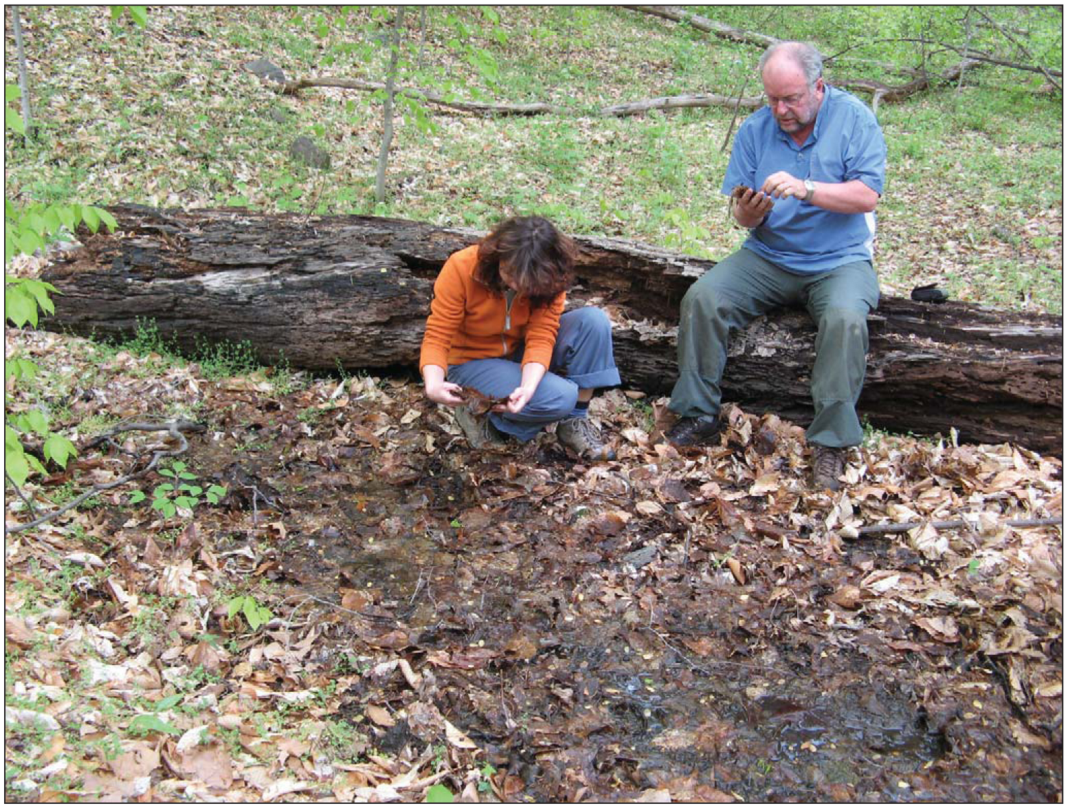 The Fauna of Seepage Springs and Other Shallow Subterranean Habitats in the Mid-Atlantic Piedmont and Coastal Plain image