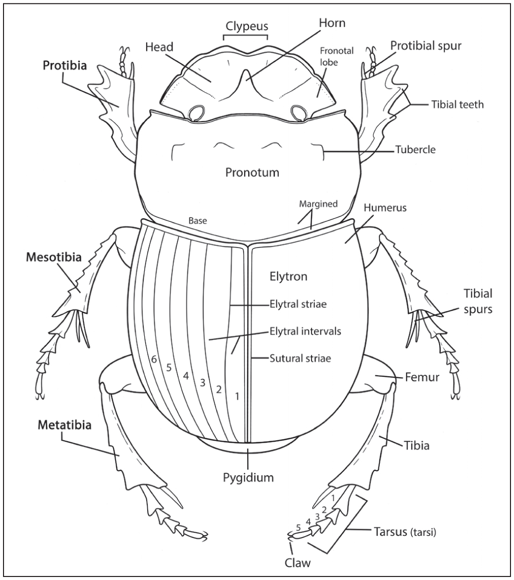 Illustrated Keys to the Scarabaeinae (Coleoptera: Scarabaeidae) of Maryland