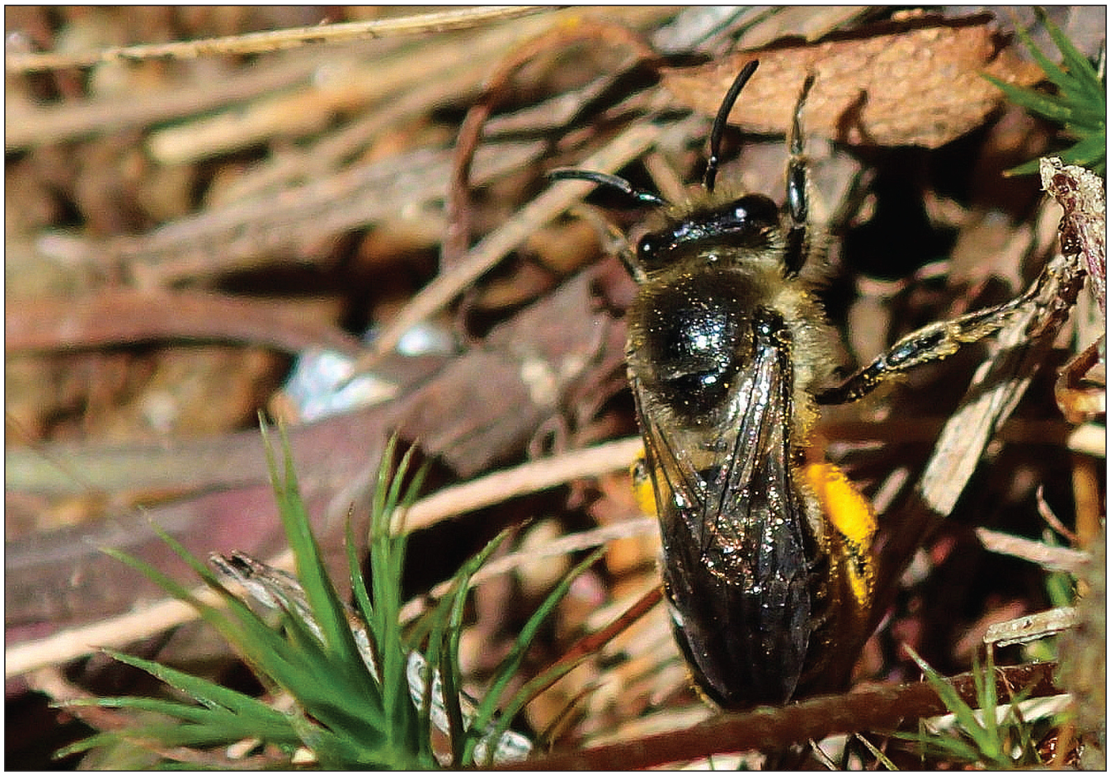 Wool Carder Bee  Bohart Museum of Entomology