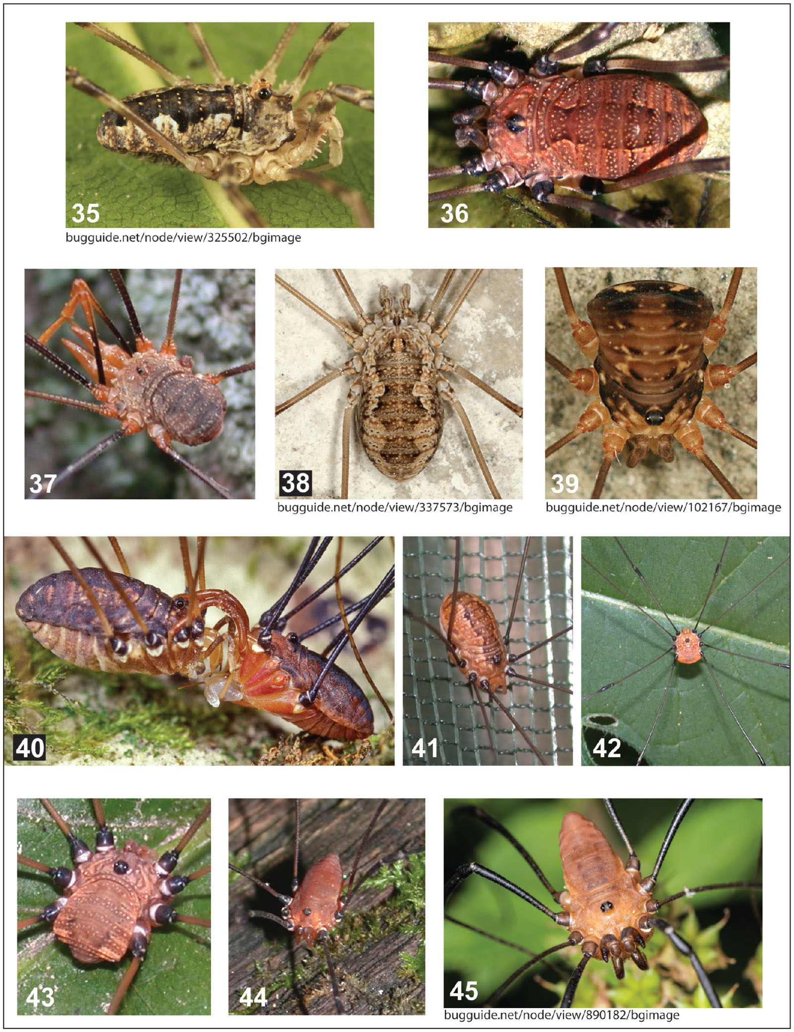 Daddy Longlegs (Harvestmen)  Missouri Department of Conservation