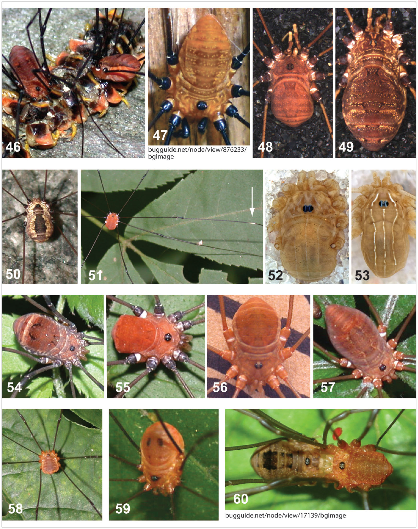 A Guide To The Identification Of The Harvestmen Arachnida Opiliones Of Maryland 7651