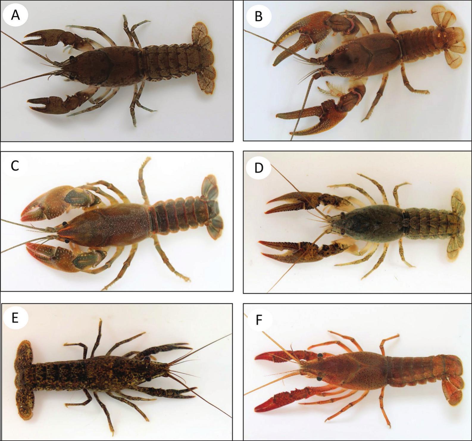 Diversity, Distribution and Habitat Use of Freshwater Crayfish in the