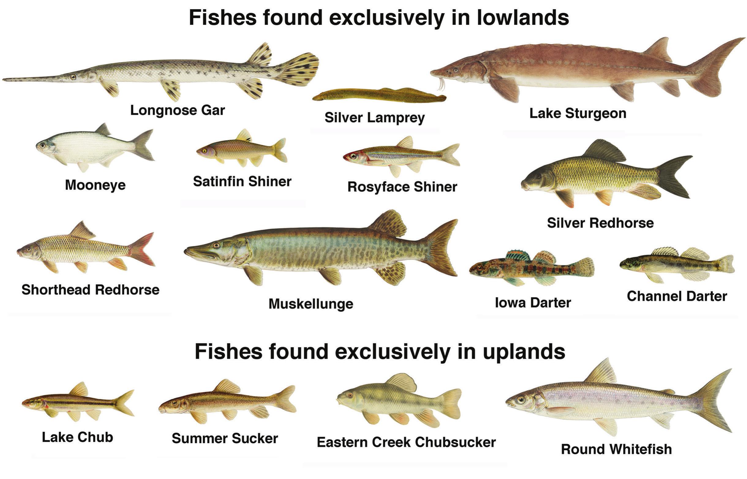 Fish: Different Types, Definitions, Photos, and More - A-Z Animals