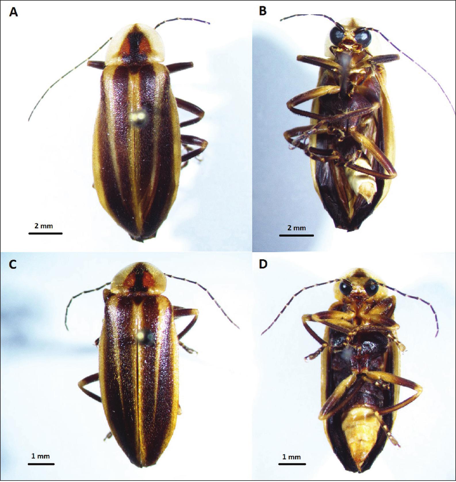 Two New Species of Mid-Atlantic Photuris Fireflies (Coleoptera ...