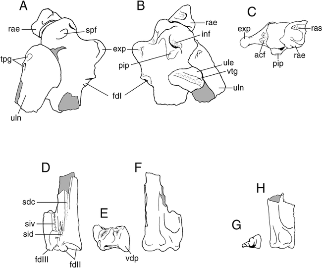 A New Carinate Bird From The Late Cretaceous Of Patagonia (argentina)