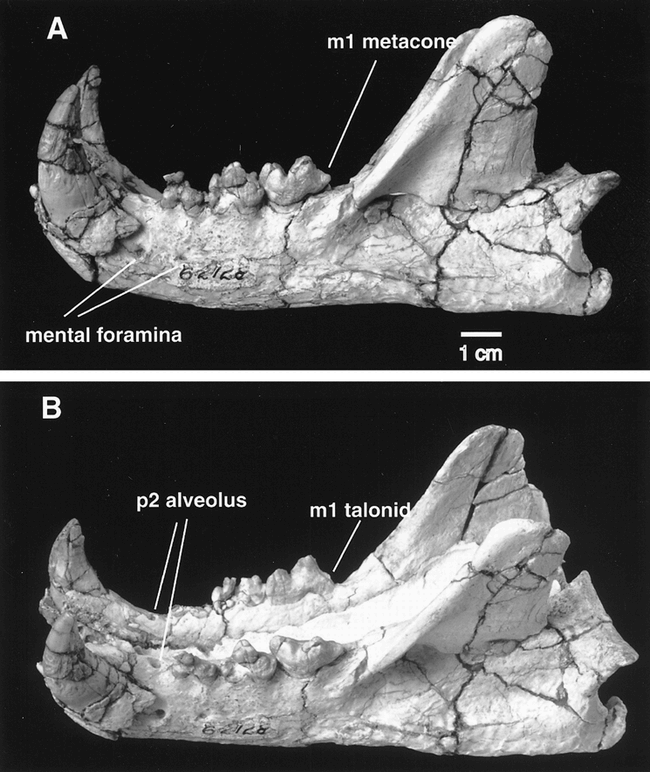 pseudaelurus fossils