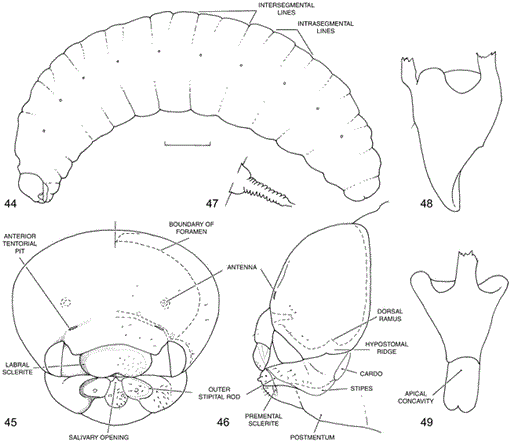 i0003-0082-3377-1-1-f44.gif