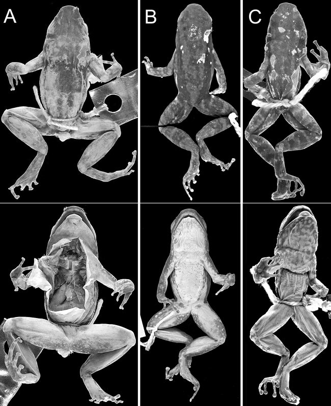 On the Identities of Colostethus inguinalis (Cope, 1868) and C ...