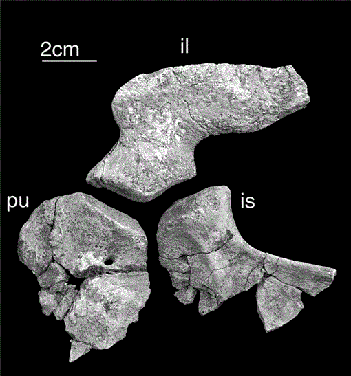 A New Choristodere from the Cretaceous of Mongolia